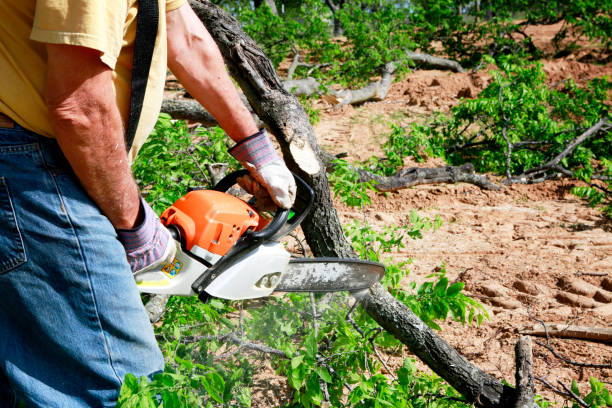 Best Tree Planting Service  in USA